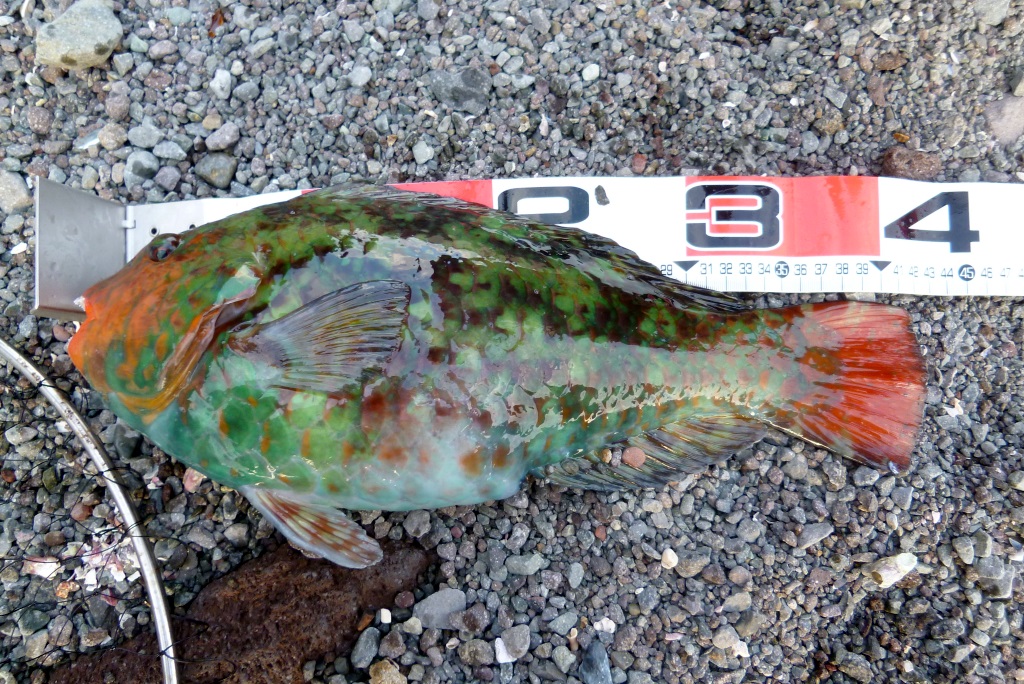 釣れた魚の写真集